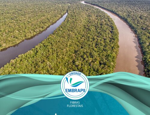 Explorando a Bioeconomia na Amazônia: A Jornada da Unidade EMBRAPII Fibras Florestais UFV