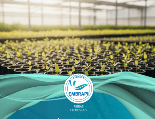 Transformando a Gestão Hídrica na Produção de Mudas de Eucalipto